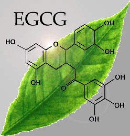 EGCG减重法，你从没见过的减肥方法！ 第1张