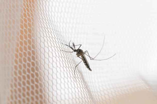夏日毒虫咬伤安全指南—蚊虫叮咬篇。