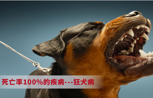 只有被狗咬伤了才患狂犬病吗？