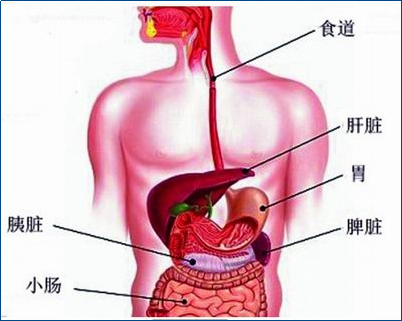 「胃不舒服」不一定都是胃的“锅”