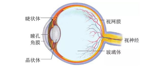 又到开学季，孩子们的视力健康如何保护？