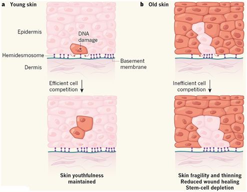 Nature：揭示让皮肤永葆年轻的蛋白COL17A1