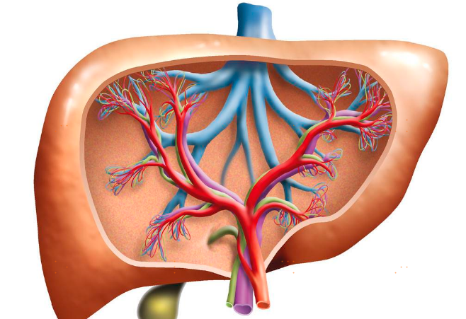 脂肪肝的治疗方法说容易就容易，说难很难