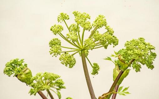 当归超级实用宝典，还不快收藏！